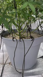 IMG_20260204_001211_566.jpg