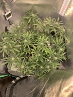 IMG_9827.jpeg