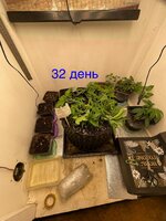 IMG_2984.jpeg