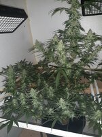 20260209_055932.jpg