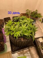 IMG_2993.jpeg