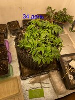 IMG_3007.jpeg