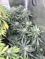 IMG_0345.jpeg