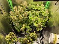 high-thc-photo-mix-fem-Semyanich__LQDtesTnHxkRrXku.jpg