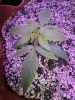 IMG_4539.jpeg
