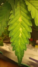 IMG_20250619_075115.jpg