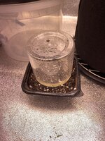 IMG_5289.jpeg