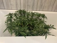 IMG_9948.jpeg