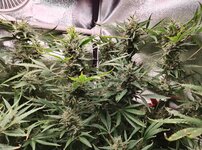 Day 109 (19.02).jpg