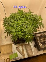IMG_3110.jpeg