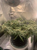 IMG_0024.jpeg