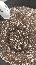 IMG_20260220_063835.jpg