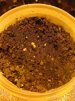 IMG_20260226_184958.jpg