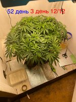 IMG_3235.jpeg