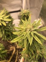 IMG_2938.jpeg
