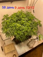 IMG_3307.jpeg