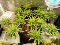 IMG_20260227_082118.jpg