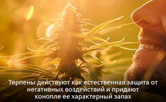 Terpeny__J7BjByaMlZJD2S8z.jpg