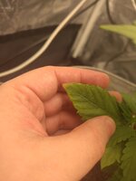 IMG_20260307_194129635.jpg