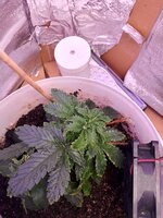 IMG_20250510_084817.jpg