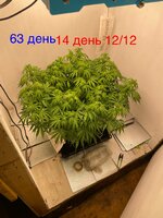 IMG_3399.jpeg