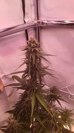IMG_0884.jpeg
