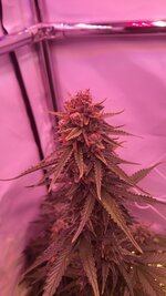 IMG_0886.jpeg