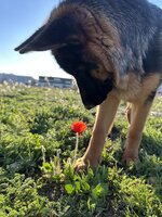 IMG_1265.jpeg