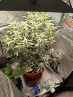 IMG_20260314_184547.jpg