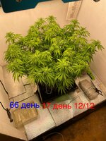 IMG_3452.jpeg