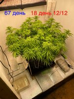 IMG_3459.jpeg