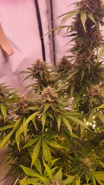 IMG_0980.jpeg