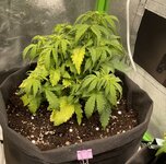 IMG_3282.jpeg