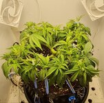 IMG_1106.jpeg