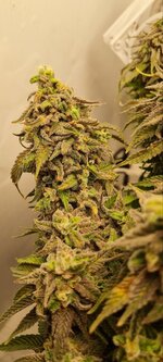 IMG_1134.jpeg