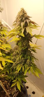 IMG_1165.jpeg