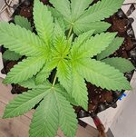 IMG_1182.jpeg