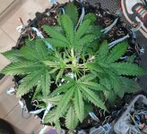 IMG_1221.jpeg