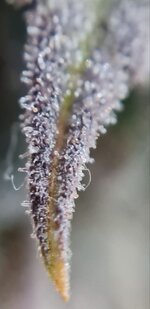 IMG_1284.jpeg