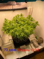 IMG_3533.jpeg