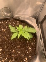 IMG_0240.jpeg