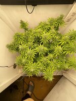 IMG_3635.jpeg