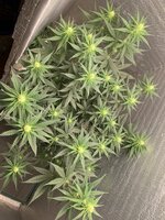 IMG_0932.jpeg