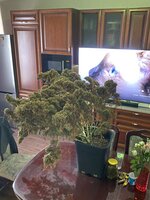 IMG_0681.jpeg