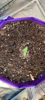 IMG_20260331_135058.jpg