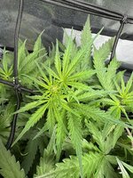 IMG_4110.jpeg