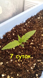 7 сут (1).jpg