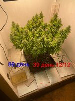 IMG_3748.jpeg
