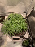 IMG_0394.jpeg