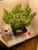 IMG_3784.jpeg